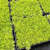曼杉园佛甲草盆栽花园庭院屋顶地栽绿化花苗金叶草皮阳台多年生地被植物 佛甲大方盆/2盆 不含盆