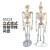 85cm人体骨骼模型170cm全身成人骨架人体模型小骷髅教学脊椎模型 C款85CM立式骨骼带椎间盘神经