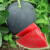 春枝韵黑美人西瓜种孑8424麒麟沙西瓜蔬菜水果种子高产耐重茬籽 黑美人10粒
