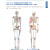 赫斯密（HSM）人体骨骼新成文教模型肌肉骨架标本解剖脊柱骨科教学模具10个/套