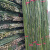 犀跃 竹竿 爬藤竹杆架搭架 篱笆栅栏彩旗杆细竹子 直径2cm 长2.8米（50根）
