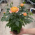 花友玫瑰花苗卉绿植物盆栽月季蔷薇室内外庭院阳台 红果汁（180加仑盆)