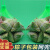 铸固 塑料网 粽子包装网兜绿色水果包装网兜网袋 无扣加厚35cm-100个 