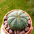 澳颜莱稀有品种多肉摆件 布纹球仙人球无刺开花稀有品种小盆栽室内花卉 布纹球3-4C侎 精选发货