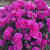 四季开花重瓣芍药花根块浓香花卉植物盆栽室内千层芍药花大花种球  彩蝶 x 10年老跟（20-30芽）送3