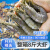 GUO LIAN国联新鲜大虾整箱3.6-4.2斤超大青虾冷冻基围虾子白虾海鲜批发 2000kg 15-17cm（常规一大盒）3.6-4斤