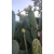 南啵丸墨西哥米邦塔仙人掌，榨汁，食用，外敷，盆栽，山东发货 7一10年4.5斤(敷炖) 不含盆