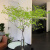 日本鲜切枝马醉木氛围水培植物室内氛围感绿植可一物一拍 吊钟一物一拍  拍照选