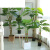 仿真发财树盆栽室内客厅落地装饰绿植假树树塑料树 1.5m辫子发财 5组合(造景套餐)