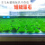 新宠之康短绒藻长绒藻绿藻种藻石绿藻水培藻鱼缸莫斯水草增氧种子绿植地毯 30缸:藻种100ml