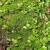JPHZNB伏石蕨抱树蕨绿植雨林水陆缸假山缸攀爬造景常用常绿叶植物抱石莲 石仙桃10支 裸根不带土
