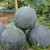 春枝韵黑美人西瓜种孑8424麒麟沙西瓜蔬菜水果种子高产耐重茬籽 黑美人10粒