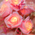 温柔的太阳led玫瑰花灯串求婚表白室内场景布置小彩灯串灯情人节浪漫氛围灯 粉+白玫瑰 10米80灯（电池款）