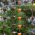 瑞凯威紫铜别墅雨链日式屋檐雨链排水链庭院导水链天沟引水槽铝合金雨链 紫铜长杯1米5个
