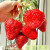 禾之润家庭阳台盆栽四季易活奶油红草莓种籽子大草莓种籽白草莓种子秋冬 拇指西瓜1袋+肥