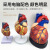 鸣固  成人心脏解剖模型  循环系统心内科心脏血管实验室教学模型 5倍放大心脏(无标识)