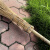 创悟邦 铁帚苗大扫把 竹柄铁扫把环卫工厂庭院大扫帚植物扫把2.2米 加厚枝条1.3斤