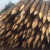 诺克曼（nkm） 直径8-10厘米 长度1米销尖 防汛木桩 河道木桩松木桩防洪救灾木桩靶场木桩松木杆