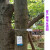定制加长园林塑料封条一次性围树绑扎带苗木记号标签标识锁扣50CM 白色60公分长16的直径100条