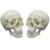 FACEMINI RT-22 迷你头骨模型艺术写生雕塑口腔学头颅骨教学可拆塑料骷髅头美术用 2个