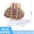 哺乳期乳房模型胸部解剖乳房结构造乳房病变模型催乳师教具 哺乳期解剖乳房 (带数字标示)