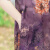 COOKBOOK妈妈夏装短袖连衣裙洋气时尚加肥加大码女装中老年洋气桑蚕丝长裙 紫色 XL（90-120）斤