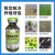 浩洋生物水产养殖小球藻冻干粉培藻稳水 一箱60瓶