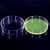 海斯迪克 HKQS-150 加厚玻璃培养皿 细胞培养高硼硅培养皿 玻璃高透明平皿 75mm(10个) 