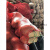 网袋装大蒜洋葱加密网眼编织袋鸡鸭包装袋南瓜土豆网兜工业品 橘红加密35x60(承重约20斤) 100条