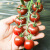 北蔬黑番茄种子黑西红柿黑柿子盆栽蔬菜 黑盾1号小黑番茄种子 10粒