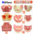 TWTCKYUS上颌窦提升操练模型 种植牙练习模型 口腔种植 软牙龈 齿科材料 上颌缺失牙种植模型A款 1个