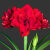 CLCEY【常年开花】荷兰重瓣朱顶红四季开花植物室内盆栽浓香型花卉 曼德拉(包活包对版) 6年中球