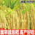 深两优5814国审高产杂交水稻种子香米水稻谷种子适应广米 深两优5814(500克)