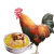 锦蜜姬【黑脚公鸡】农家散养大公鸡活鸡现杀新鲜鸡肉整只笨鸡柴鸡土鸡 毛鸡重6斤(杀后4.5斤)黑脚 公鸡