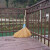 竹扫把农村老式竹丝扫帚笤帚户外环卫通用大扫把扫院子 金丝草植物扫帚 长1.5米宽60厘