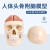 成人1：1头颅骨解剖标本 医学仿真人体头骨模型 可拆卸彩色骷髅头 A3款白头骨带颈椎及脑