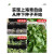 临雅上海青菜种籽大全四季小鸡毛菜种子耐寒耐高温矮脚奶白菜蔬菜种孑 精品上海青40g×2包