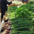 超市捆菜胶带扎菜袋1.1cm宽菜园捆扎蔬菜胶带扎口胶带绑菜胶带 紫色（24小卷）每日新鲜字样