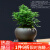 漫生活达摩九里香盆栽福星小苹果紫砂盆客厅桌面绿植摆件创意植物小盆景