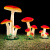 博雷奇发光蘑菇灯园林景观灯户外防水低压草坪灯亮化工程装饰小品灯 小号中号大号