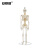 安赛瑞 人体骨骼模型 全身骨架模型 骨架脊柱模型 教学骨科疼痛科模型 85cm可弯曲 601519