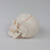 FACEMINI ZH-3 骨缝线头颅 20*14.5*17.5CM 医学人体头骨颅骨模型骨科教学模具 1个