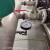 LD水泵控制器群控单元 COR-C-4-11KV/VR/FY7