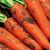【现挖现发】胡萝卜新鲜新鲜蔬菜水果萝卜沙地萝卜 9斤