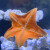 海星活宠物活体海水鱼缸迷你海洋生物水族观赏动物活的翻砂小海星 12厘米左右海星2只+一罐盐