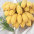 广西小米蕉小香蕉自然熟迷你香蕉苹果蕉小芭蕉新鲜水果特产鸡蕉 小米蕉 1斤 泡沫箱打包