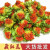 西藏藏红花红花果泡水特级花茶红花头整朵红花朵500克