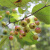 新采山丁子种子 甜茶种子 山荆子嫁接苹果树种子砧木种子原生海棠 山丁子种子半斤