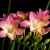 香雪兰种球种子盆栽花卉阳台室内小苍兰四季 1号大红花 其他
