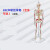 FACEMINI WY-21 85CM软挂骨骼合集 人体骨骼模型医学教学器材用具 附半边肌肉起止和带韧带 规格 48h 